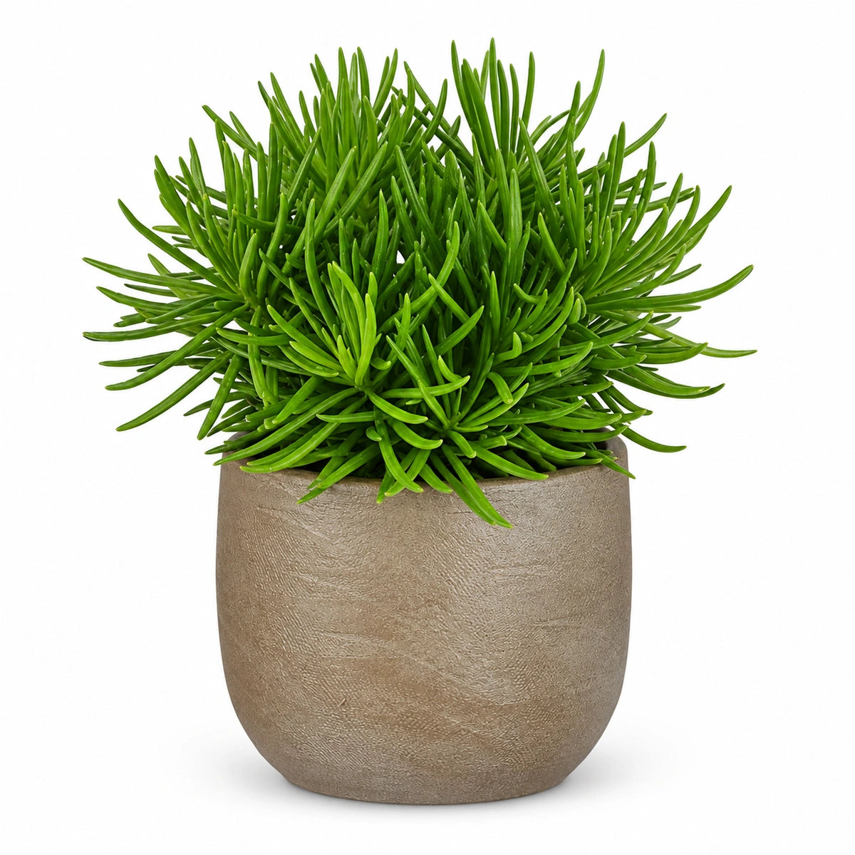 Senecio archeri 10.5cm + Nora taupe 11cm (1074611)