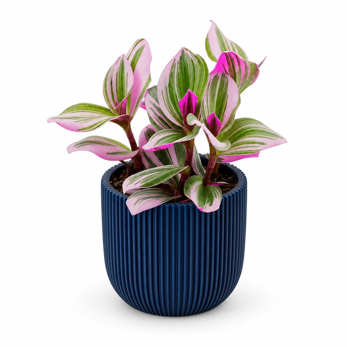 Tradescantia Nanouk® 7cm + Capi Planter ball groove dark blue 9cm (BGVDB139)