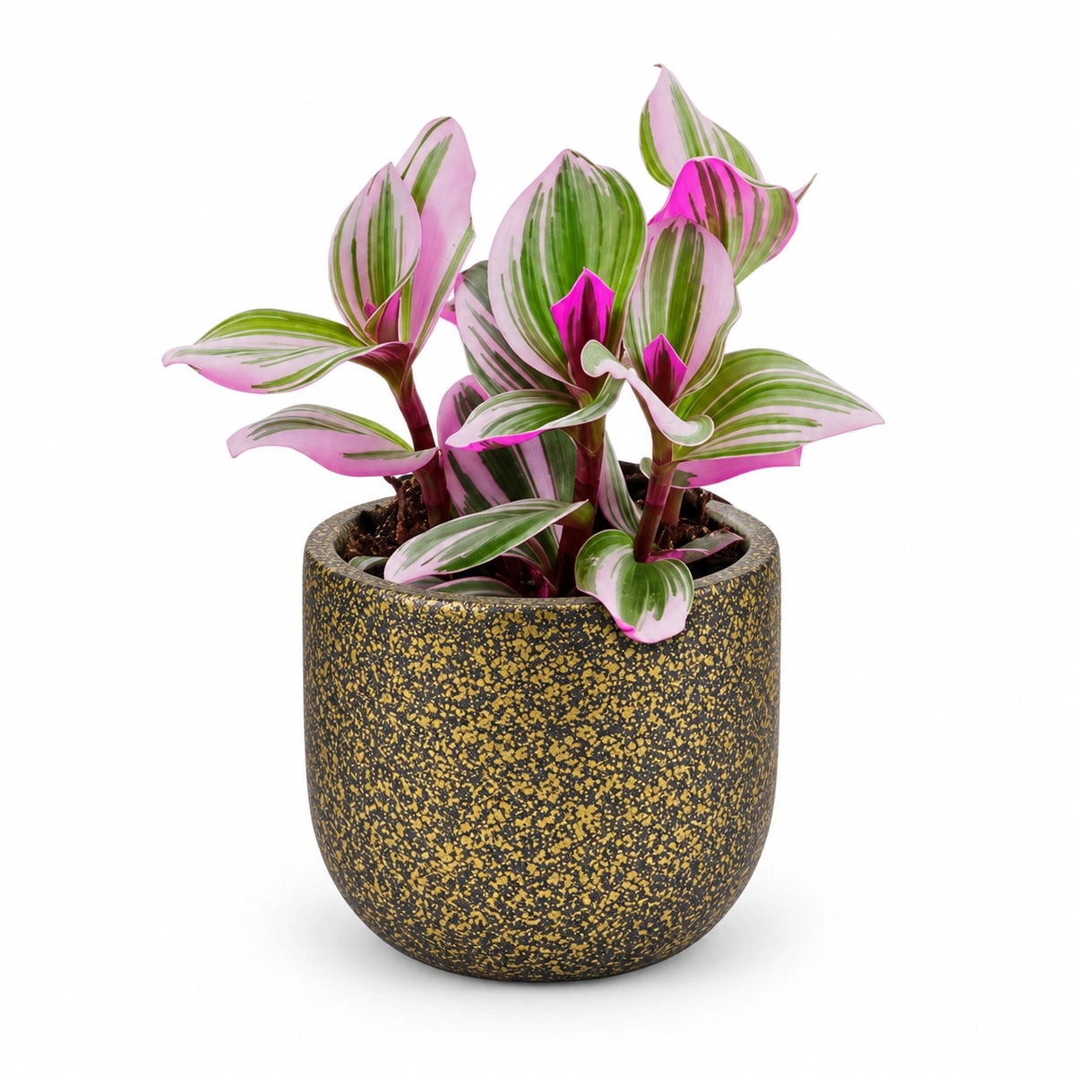 Tradescantia Nanouk® 7cm + Capi Planter ball Terrazzo gold 9cm (BTZG139)