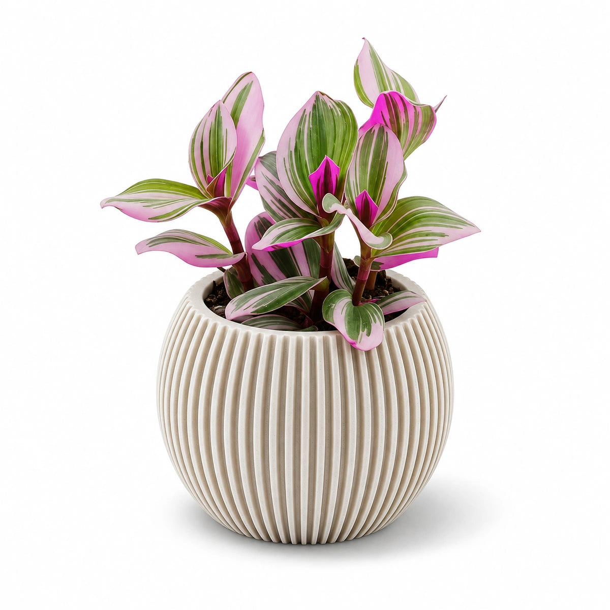 Tradescantia Nanouk® 7cm + Capi Vase ball groove ivory 10cm (BGVI101)