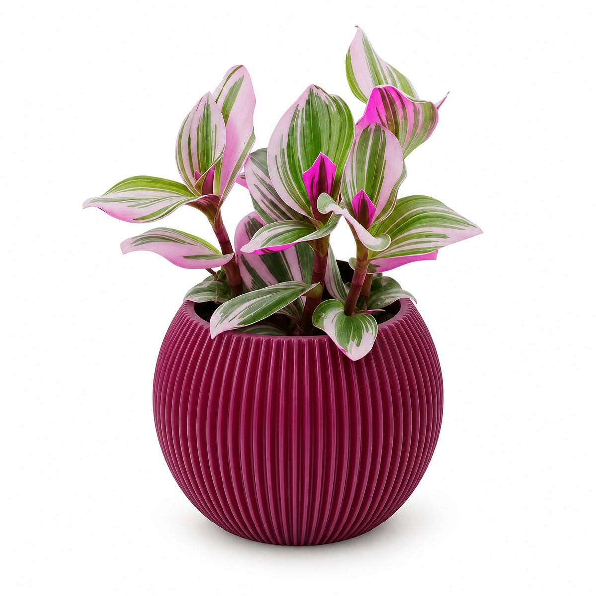 Tradescantia Nanouk® 7cm + Capi Vase ball groove purple 10cm (BGVP101)