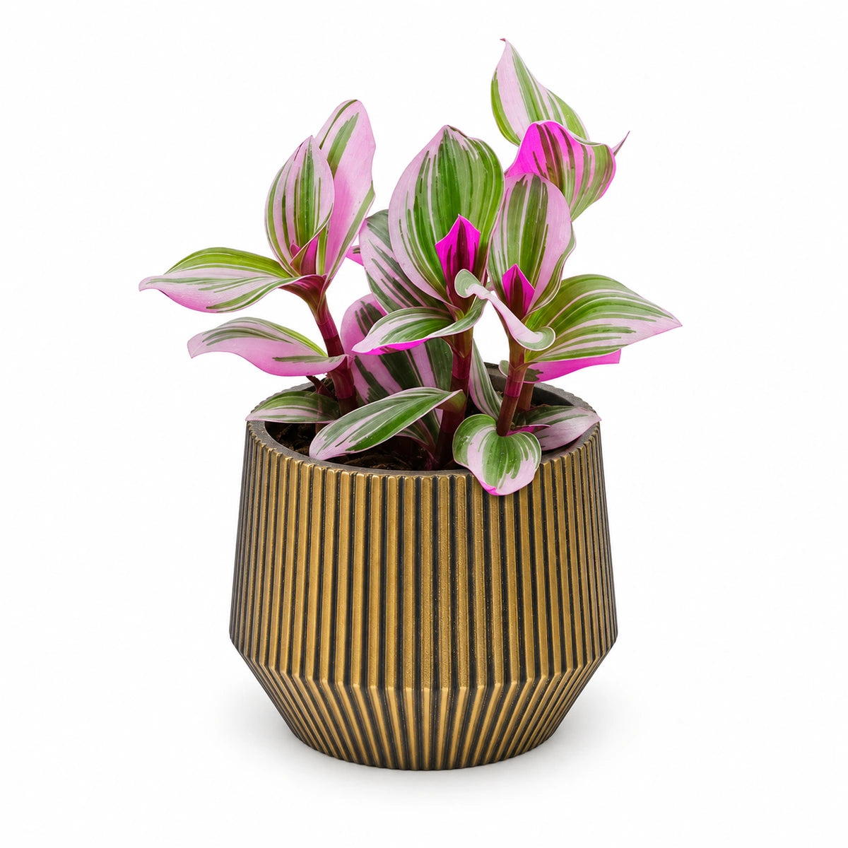 Tradescantia Nanouk® 7cm + Capi Vase cylinder geo groove black-gold 9cm (BGVGB331)