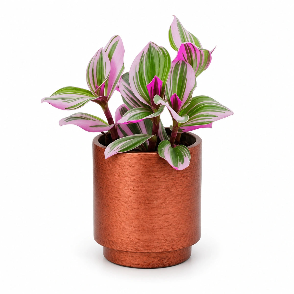 Tradescantia Nanouk® 7cm + Capi Vase cylinder Retro copper 8cm (BRTC311)
