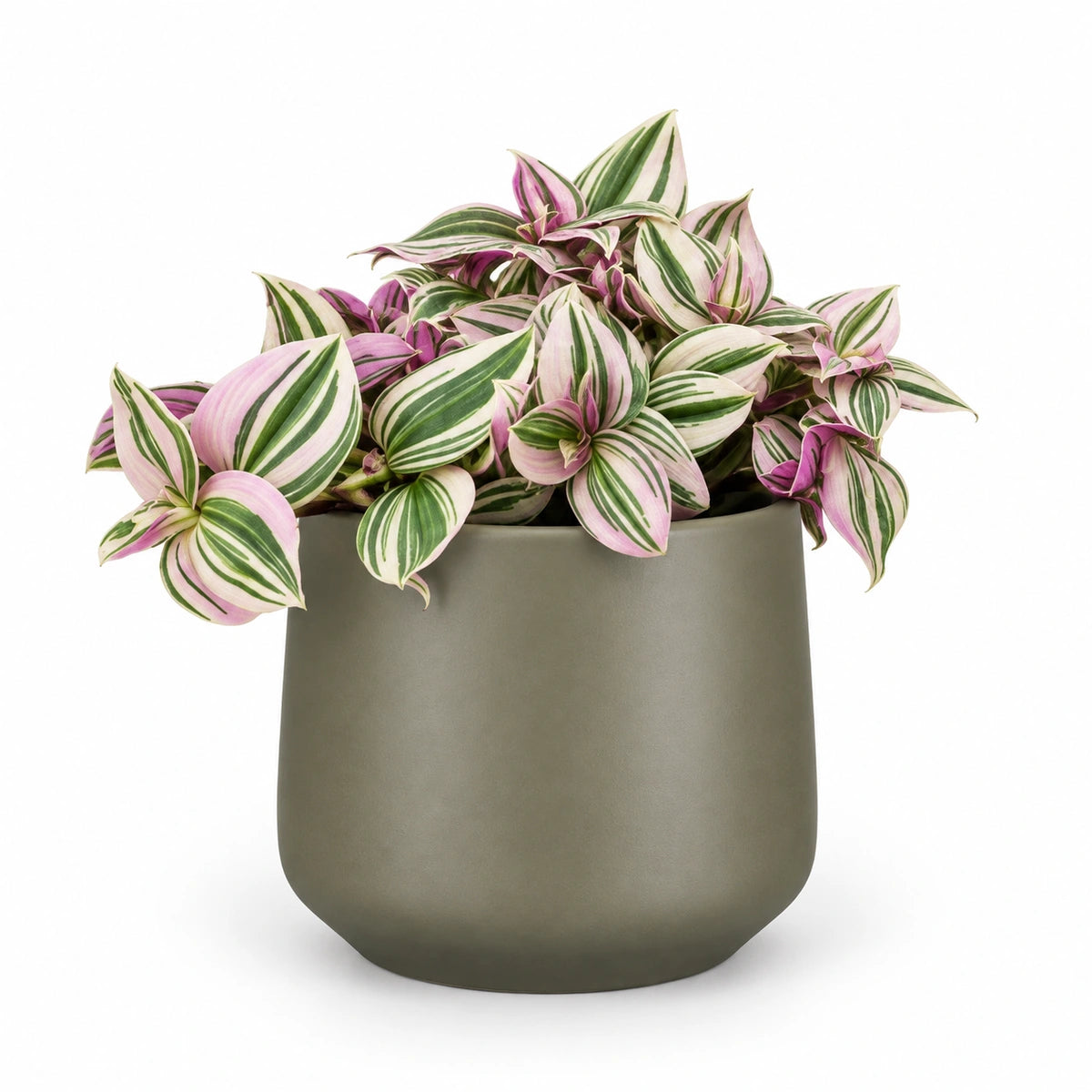 Tradescantia 'Pink Hill' 12cm + Amber green matt 13cm (1097324)