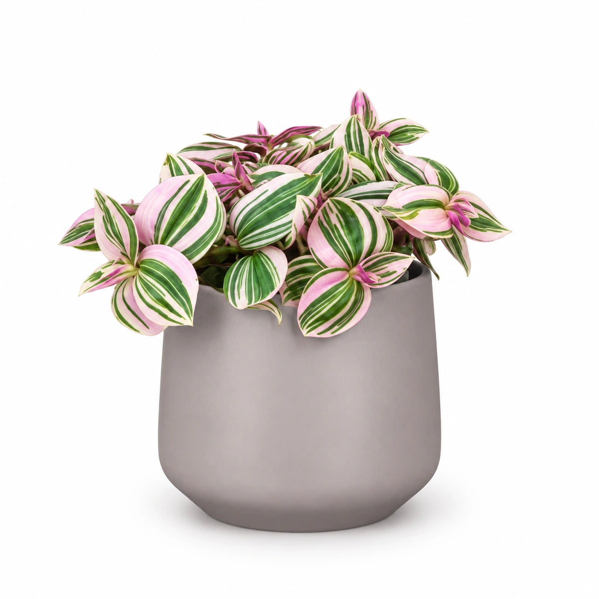 Tradescantia 'Pink Hill' 12cm + Amber taupe matt 13cm (1097322)