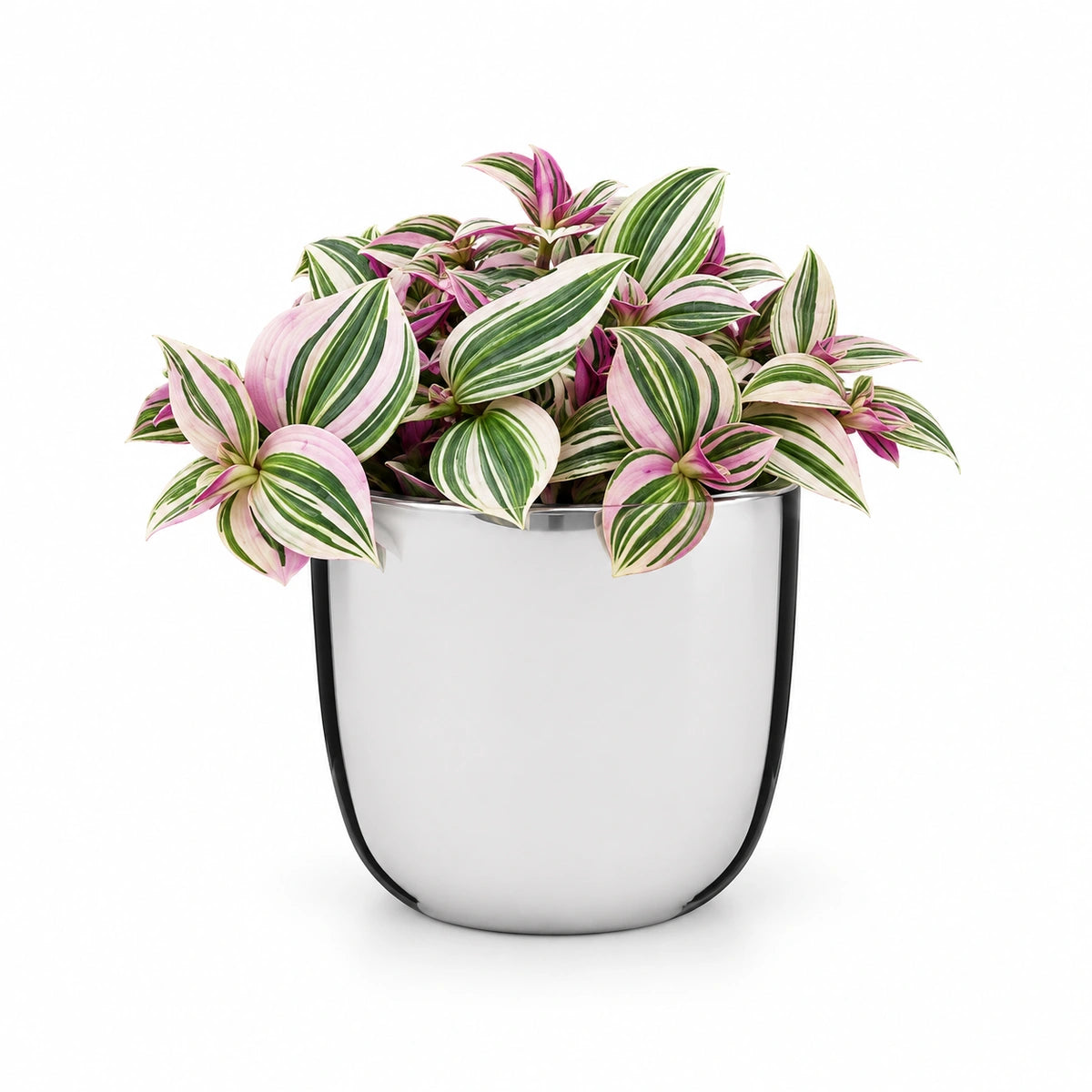 Tradescantia 'Pink Hill' 12cm + Chaz silver 13.5cm (116701)