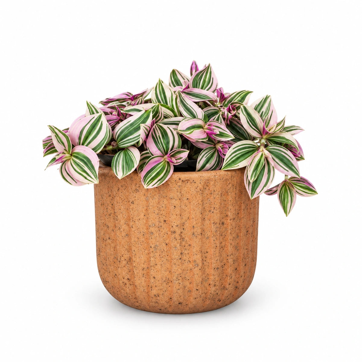 Tradescantia 'Pink Hill' 12cm + Dante l. brown 14cm
