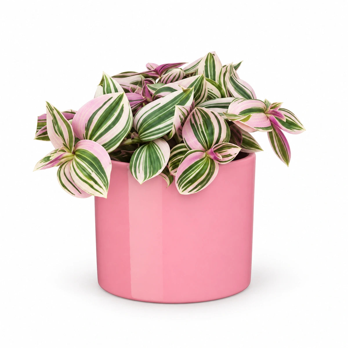 Tradescantia 'Pink Hill' 12cm + Era pink 12cm (1135539)