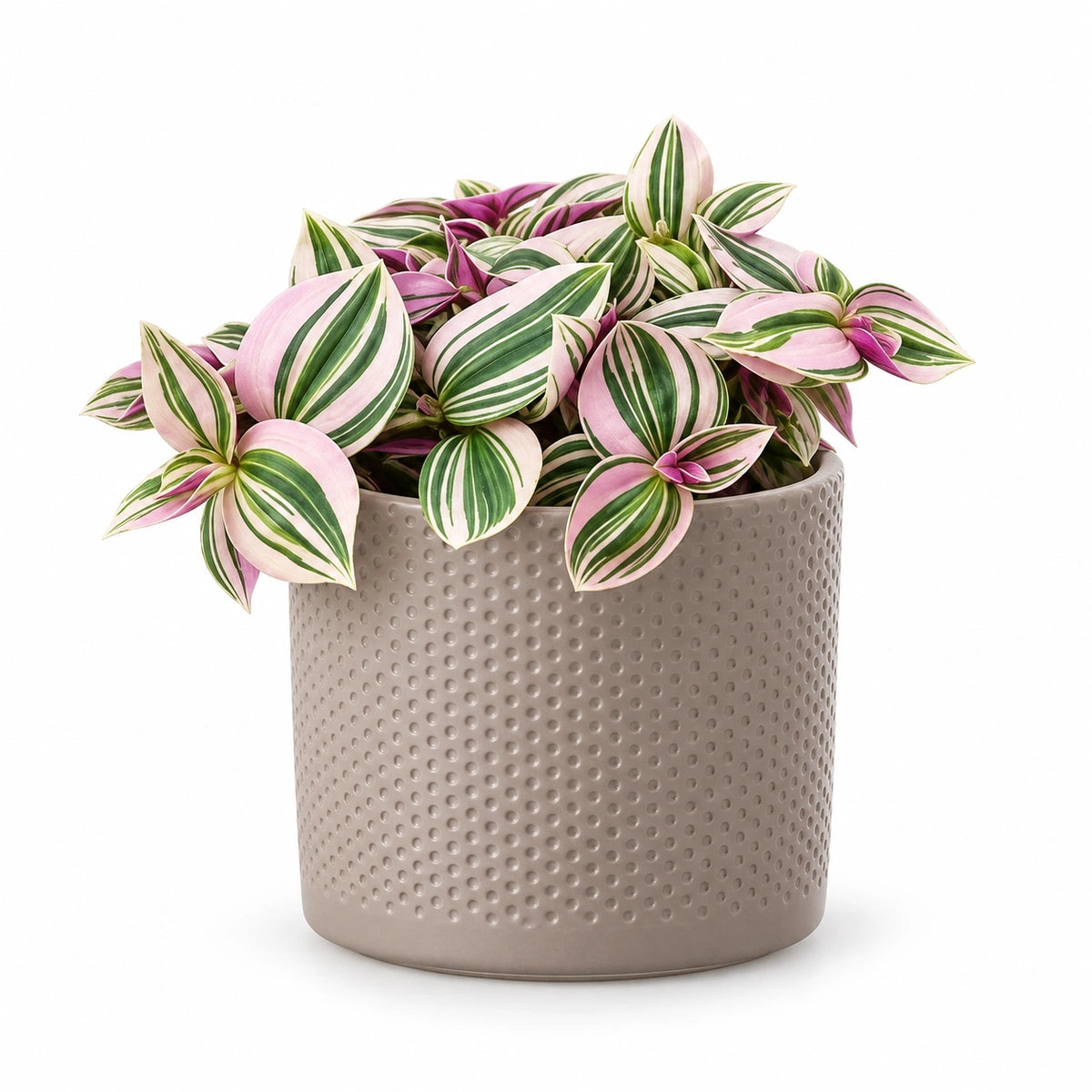 Tradescantia 'Pink Hill' 12cm + Era taupe relief 12cm (1051627)