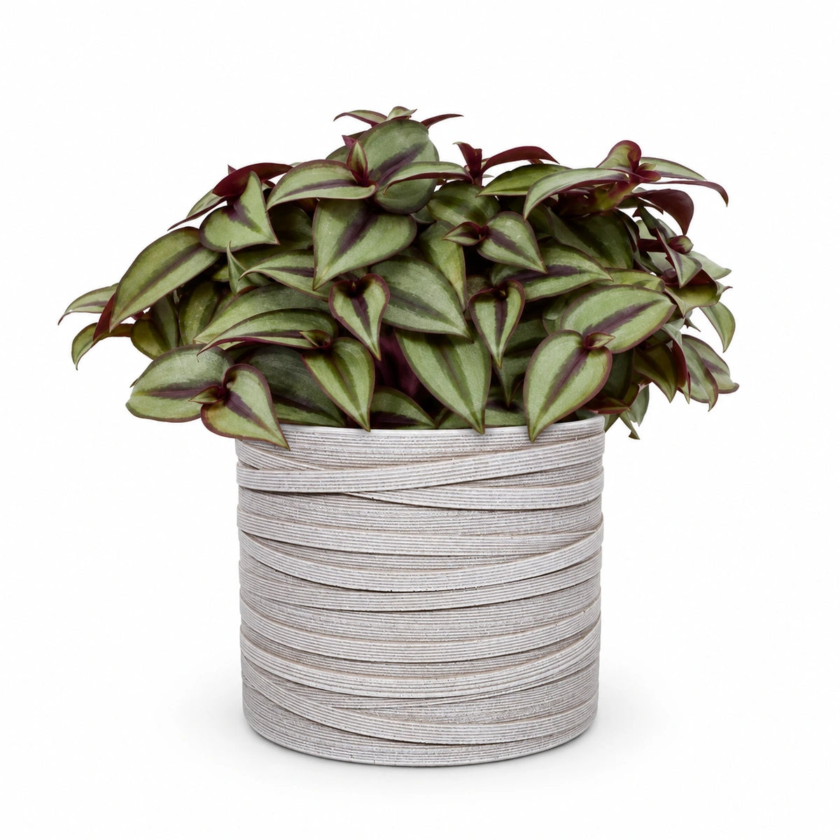Tradescantia 'silver sicilian' 10.5cm + Capi cylinder loop ivory 12cm (BLPI211)