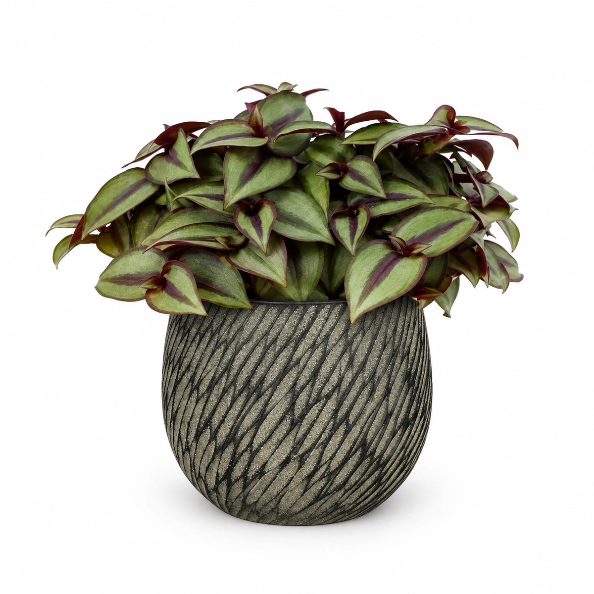 Tradescantia 'silver sicilian' 10.5cm + Elio anthracite 11cm (1163961)