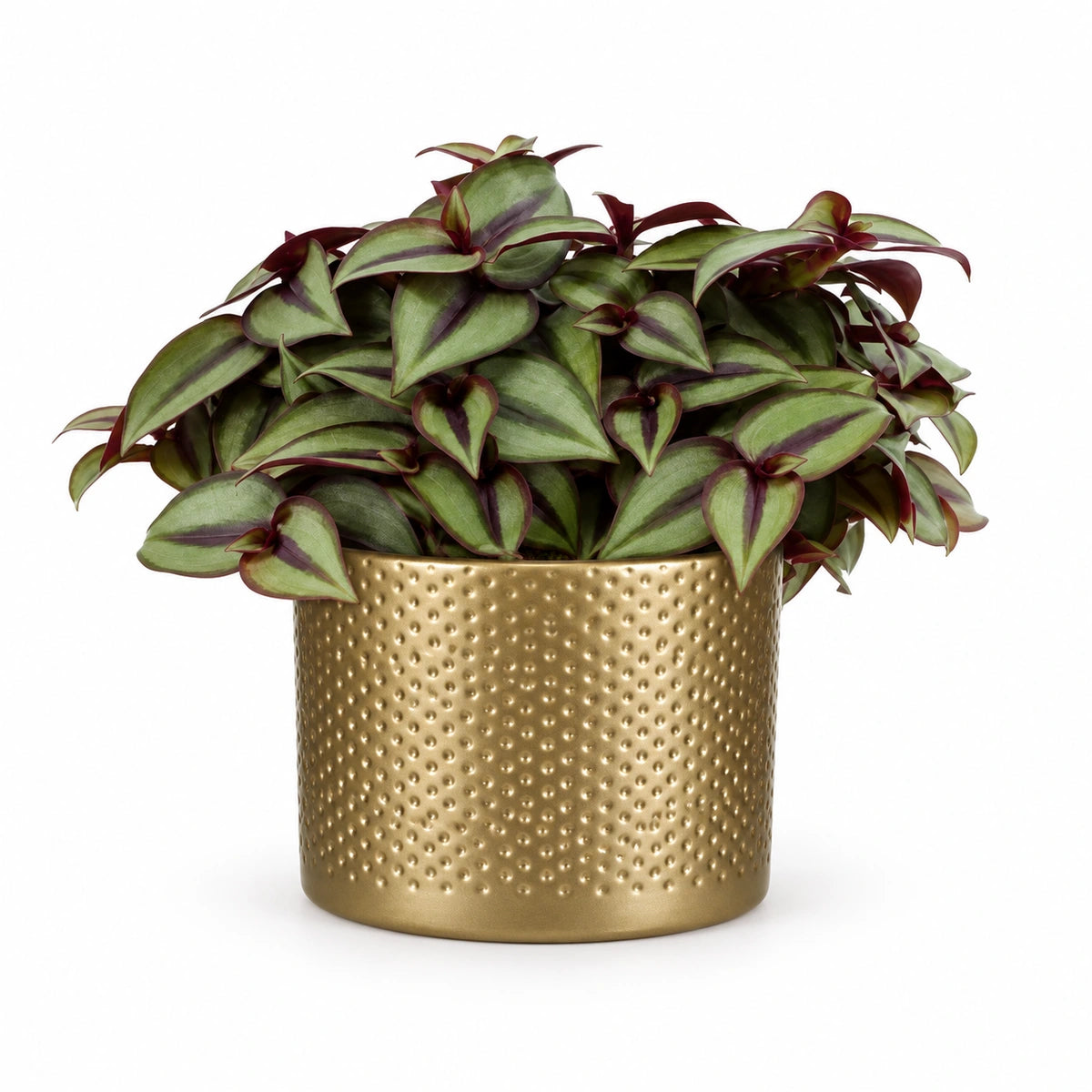 Tradescantia 'silver sicilian' 10.5cm + Era gold relief 10.5cm (1059866)