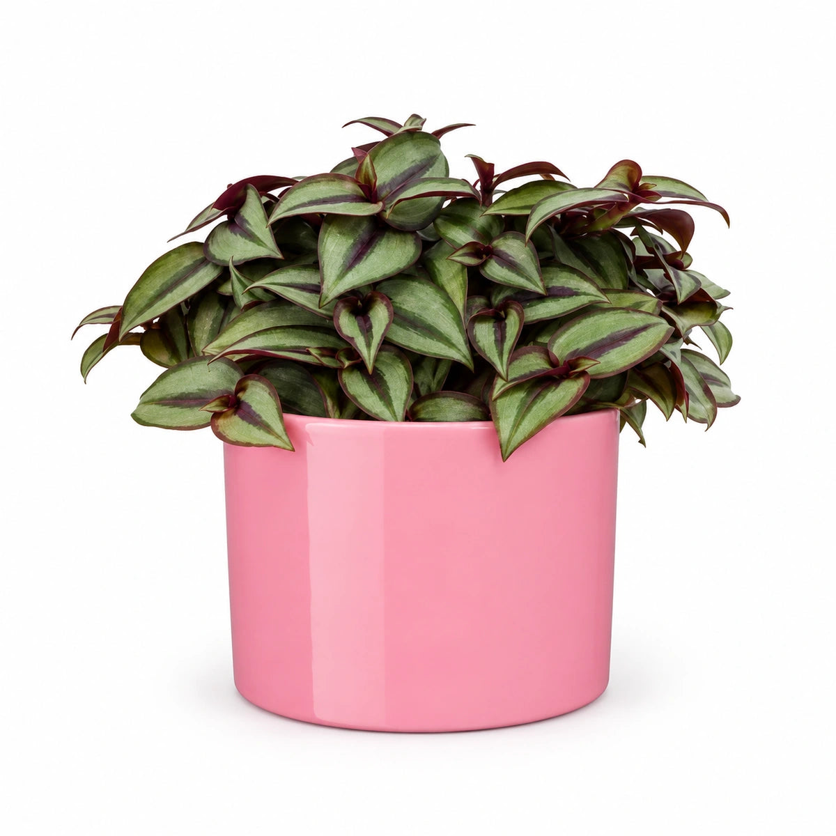 Tradescantia 'silver sicilian' 10.5cm + Era pink 10.5cm (1135536)
