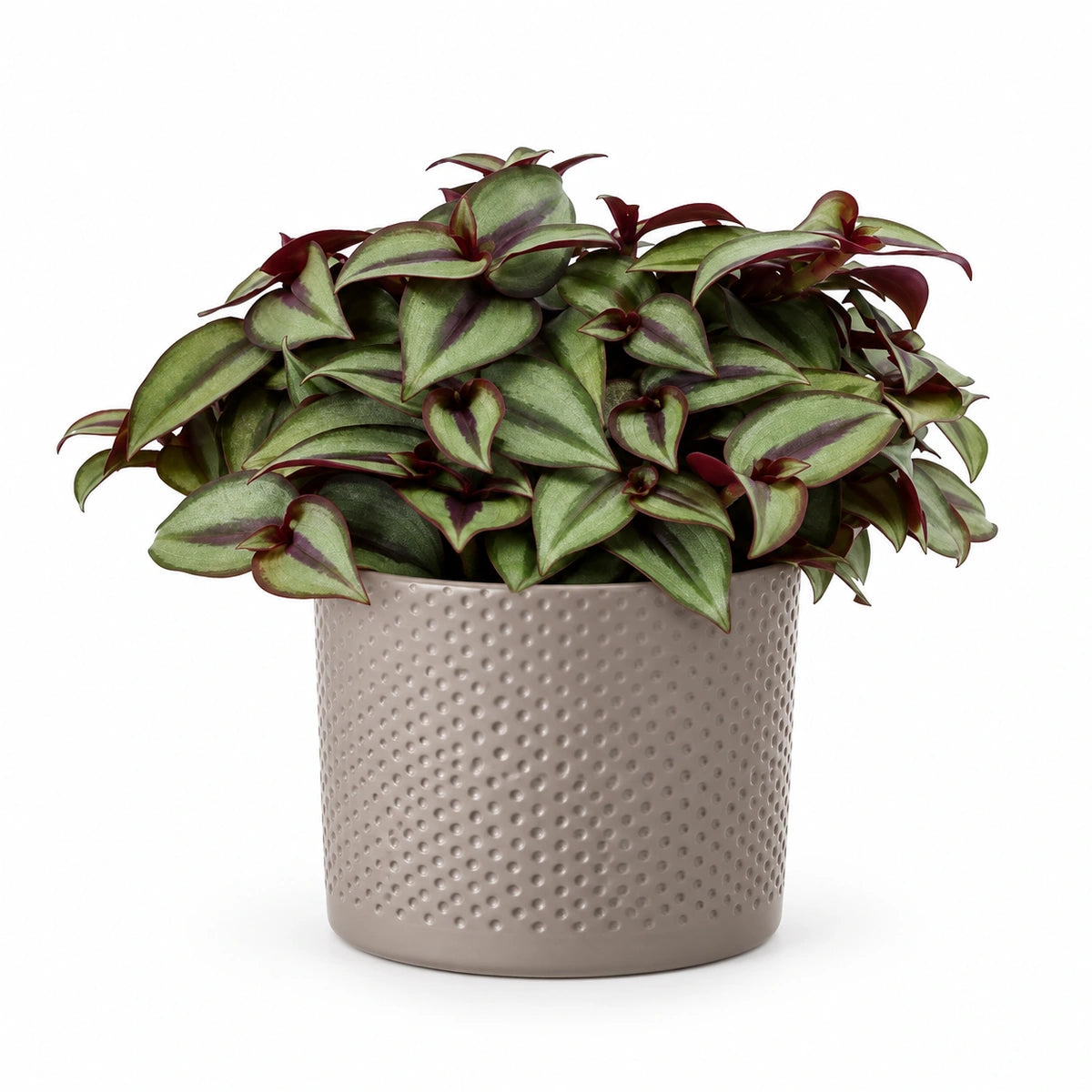 Tradescantia 'silver sicilian' 10.5cm + Era taupe relief 10.5cm (1051626)