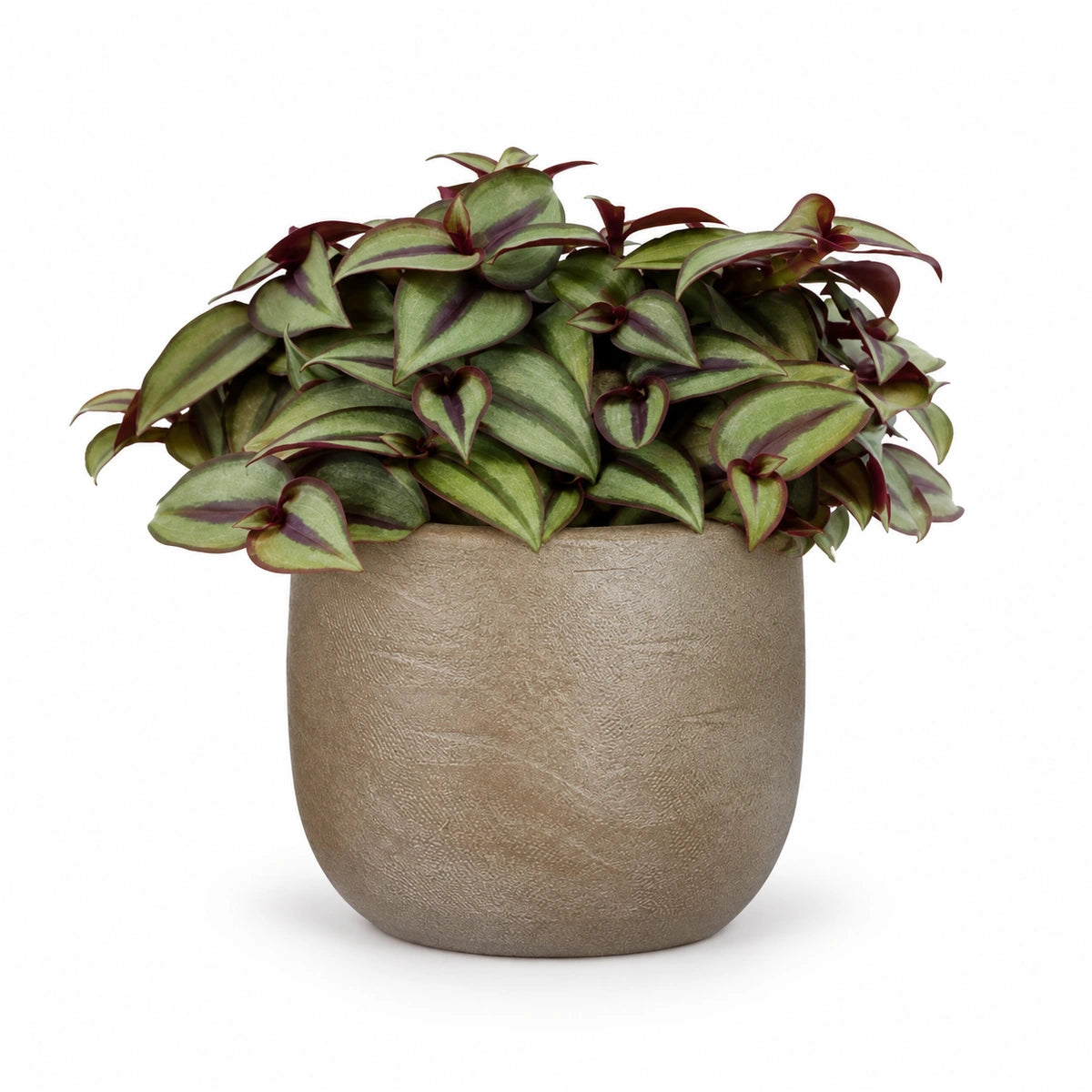 Tradescantia 'silver sicilian' 10.5cm + Nora taupe 11cm (1074611)