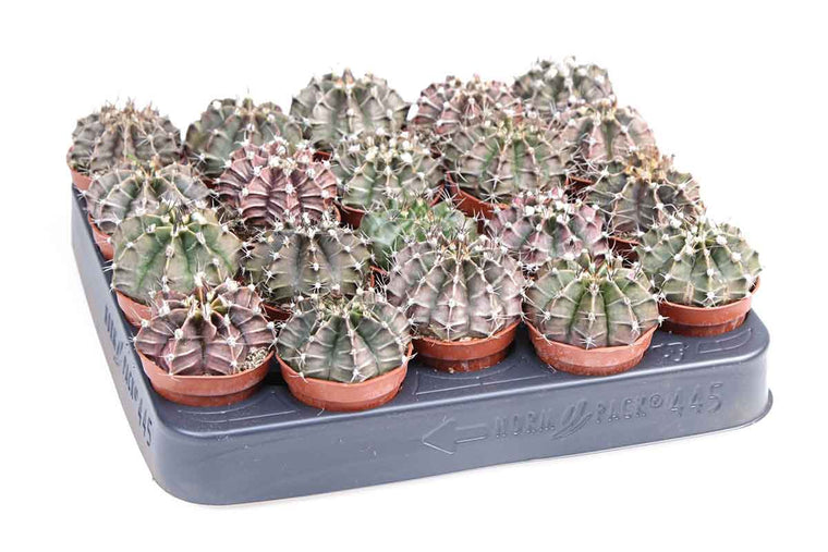 Gymnocalycium mihanovichii 5.5cm