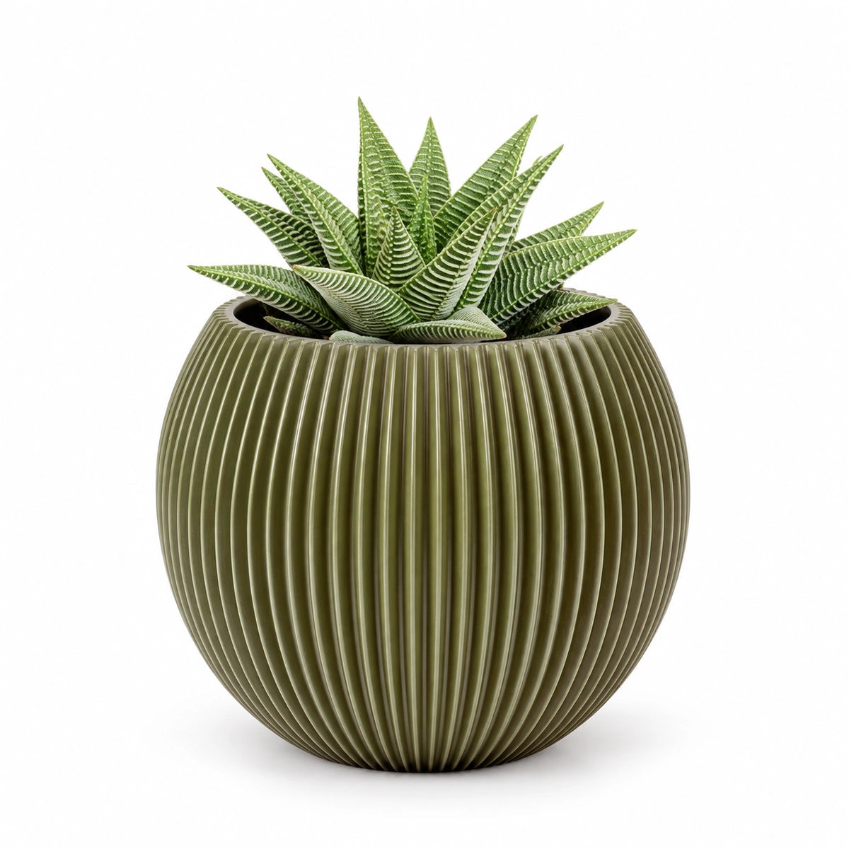 Haworthia 'spider white' 8.5cm + Capi Vase ball groove green 13cm (BGVGN109)