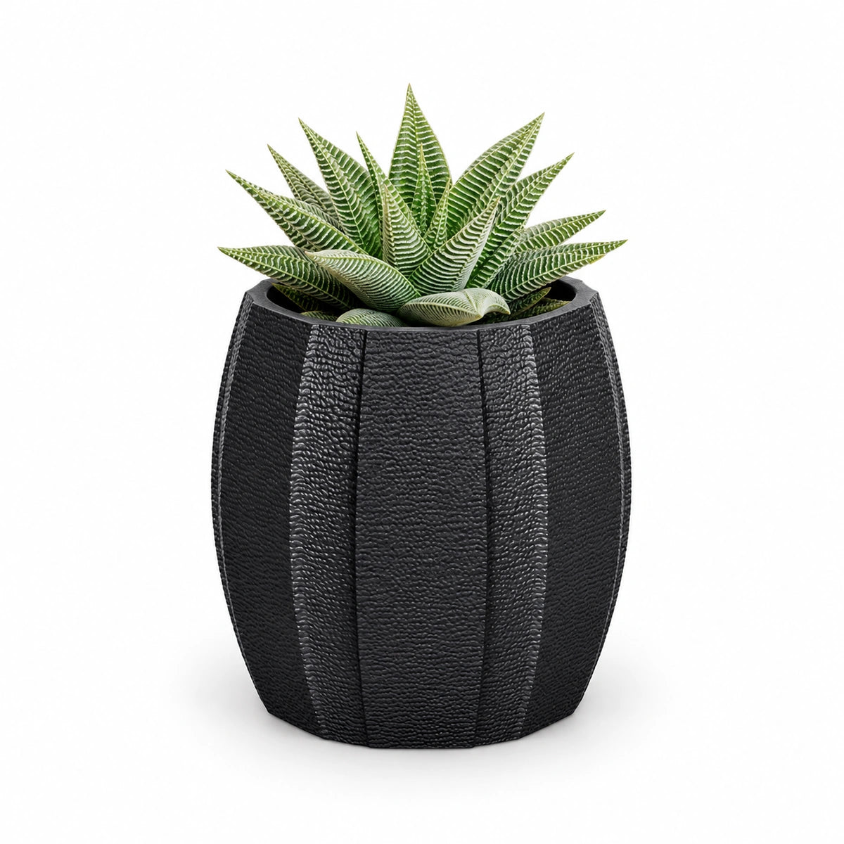 Haworthia 'spider white' 8.5cm + Capi elegant wide arc anthracite 12cm (BARA292)