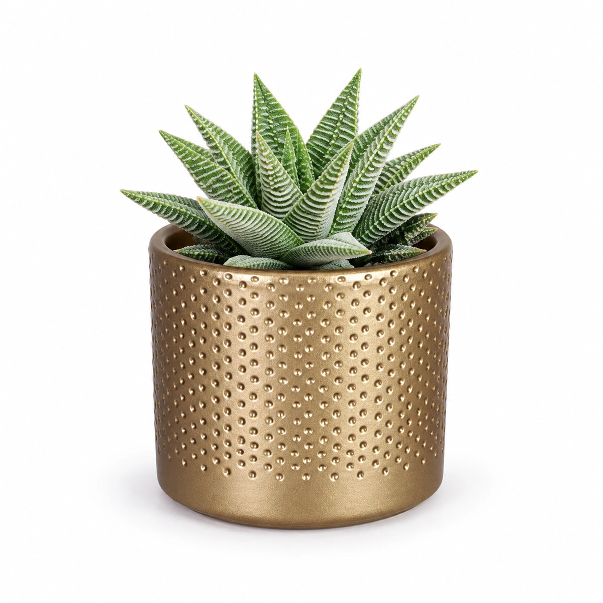 Haworthia 'spider white' 8.5cm + Era gold relief 8.5cm (1096073)