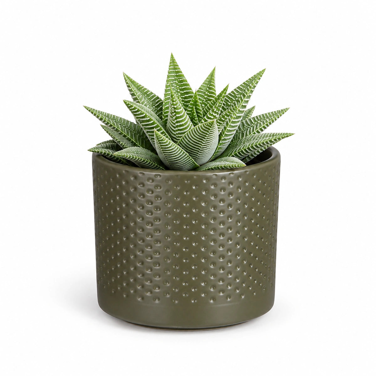 Haworthia 'spider white' 8.5cm + Era green relief 8.5cm (1096064)