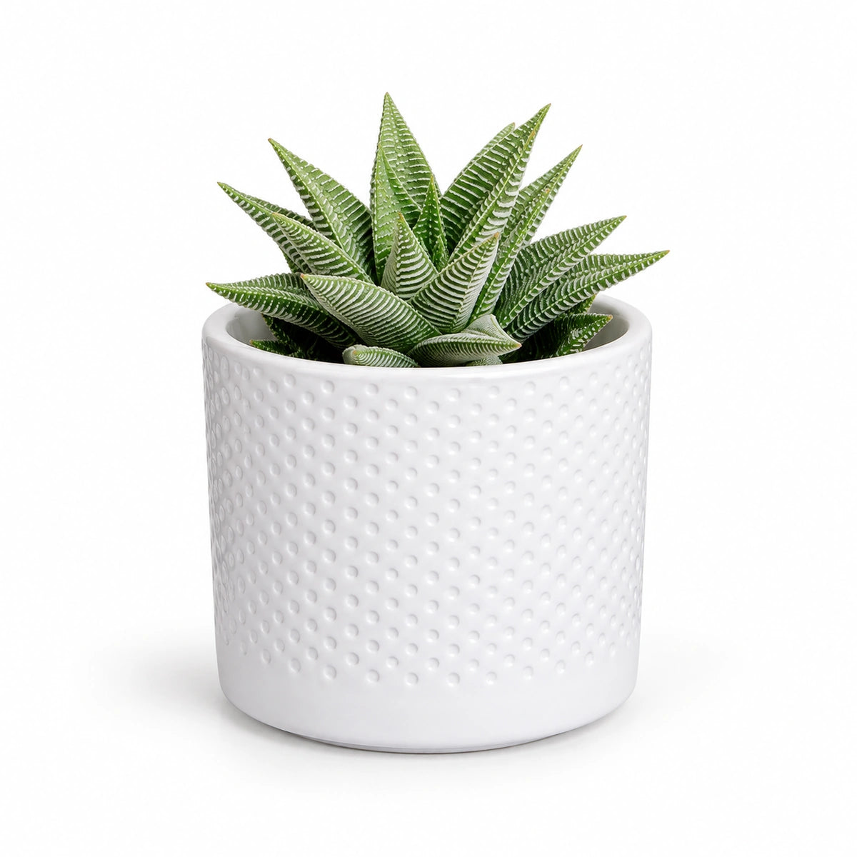 Haworthia 'spider white' 8.5cm + Era white relief 8.5cm (1096055)