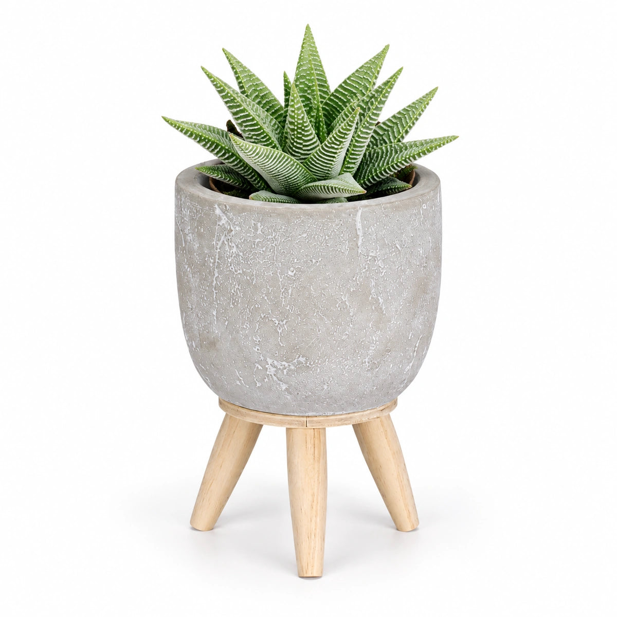 Haworthia 'spider white' 8.5cm + Jimmy on stand l.grey 10.5cm (1095042)