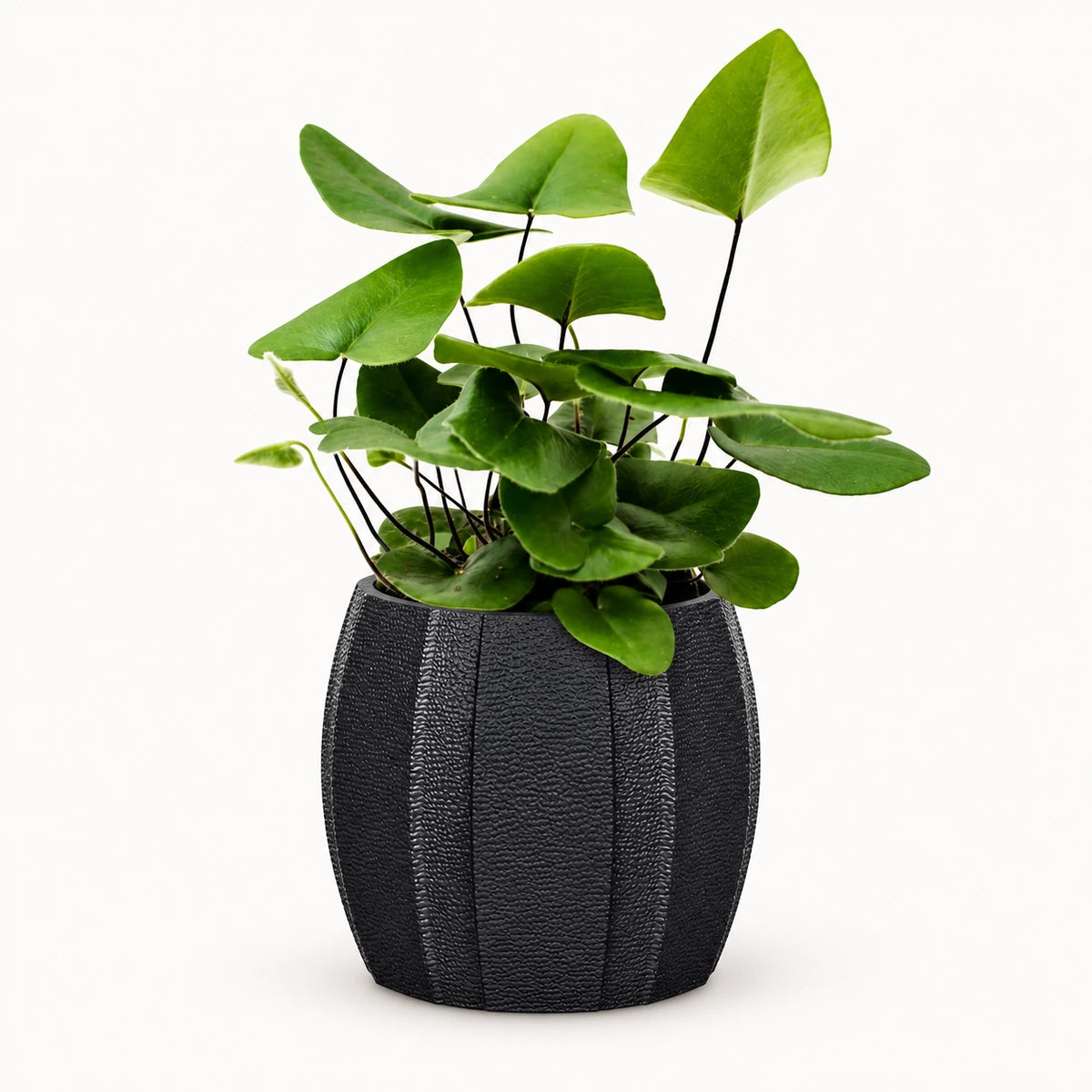 Hemionitis arifolia 8.5cm + Capi elegant wide arc anthracite 12cm (BARA292)