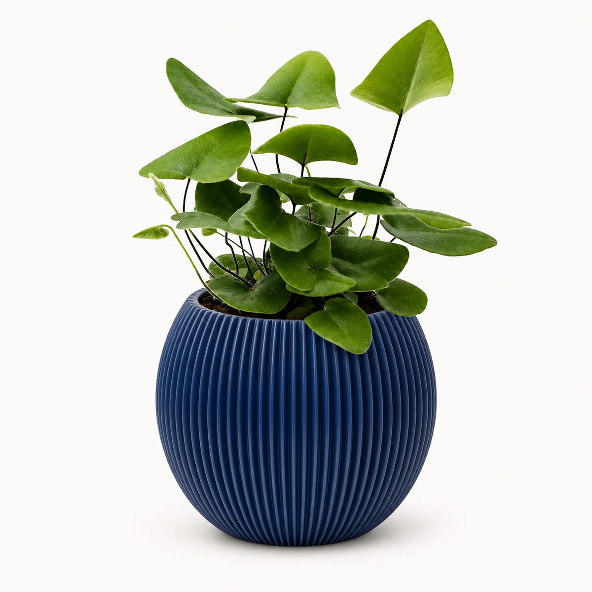 Hemionitis arifolia 8.5cm + Capi Vase ball groove dark blue 13cm (BGVDB109)
