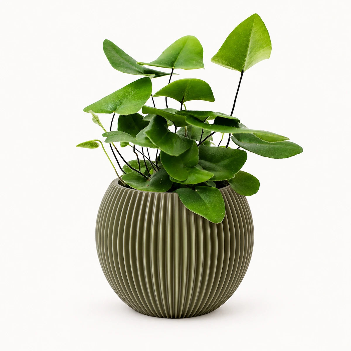 Hemionitis arifolia 8.5cm + Capi Vase ball groove green 13cm (BGVGN109)