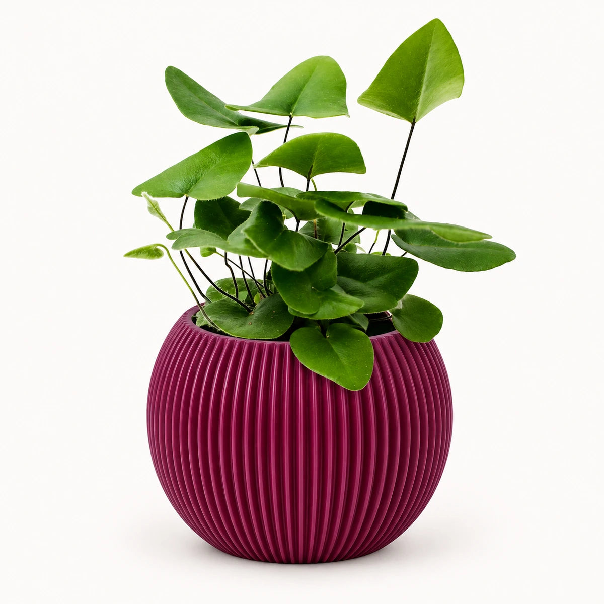 Hemionitis arifolia 8.5cm + Capi Vase ball groove purple 13cm (BGVP109)