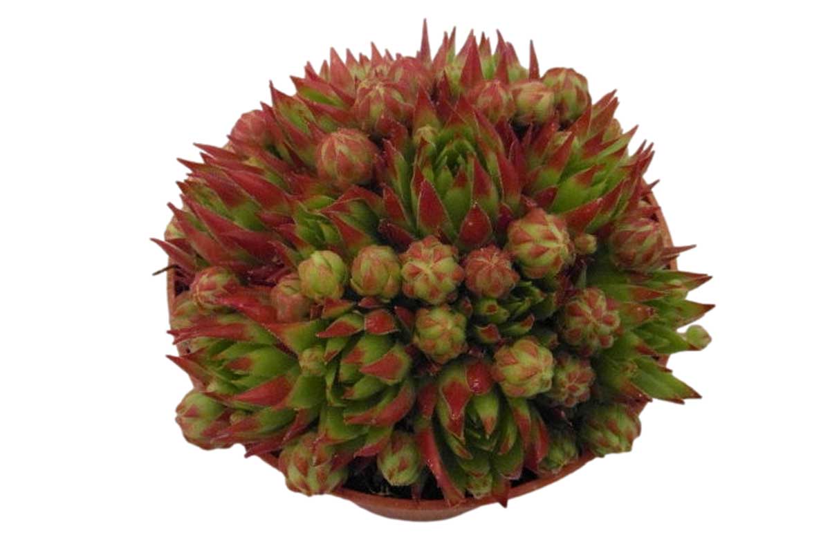 Sempervivum herta 'red' 8.5cm