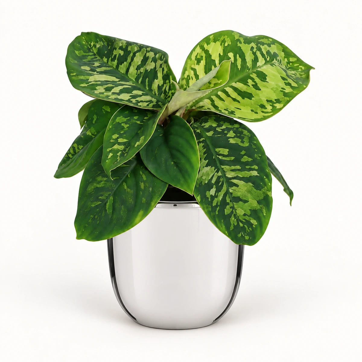 Homalomena 'Camouflage' 12cm + Chaz silver 13.5cm (116701)