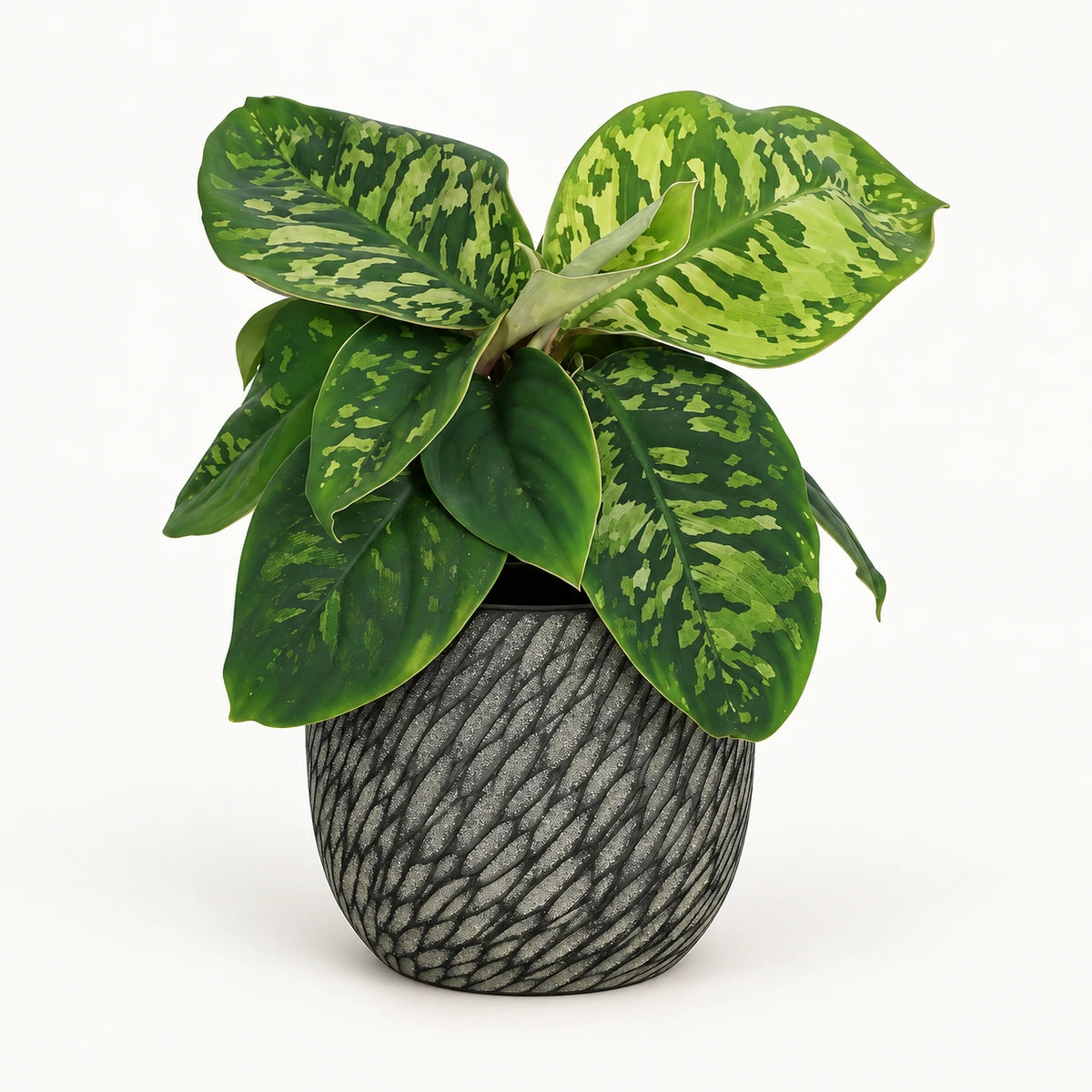 Homalomena 'Camouflage' 12cm + Elio anthracite 12.5cm (1163962)