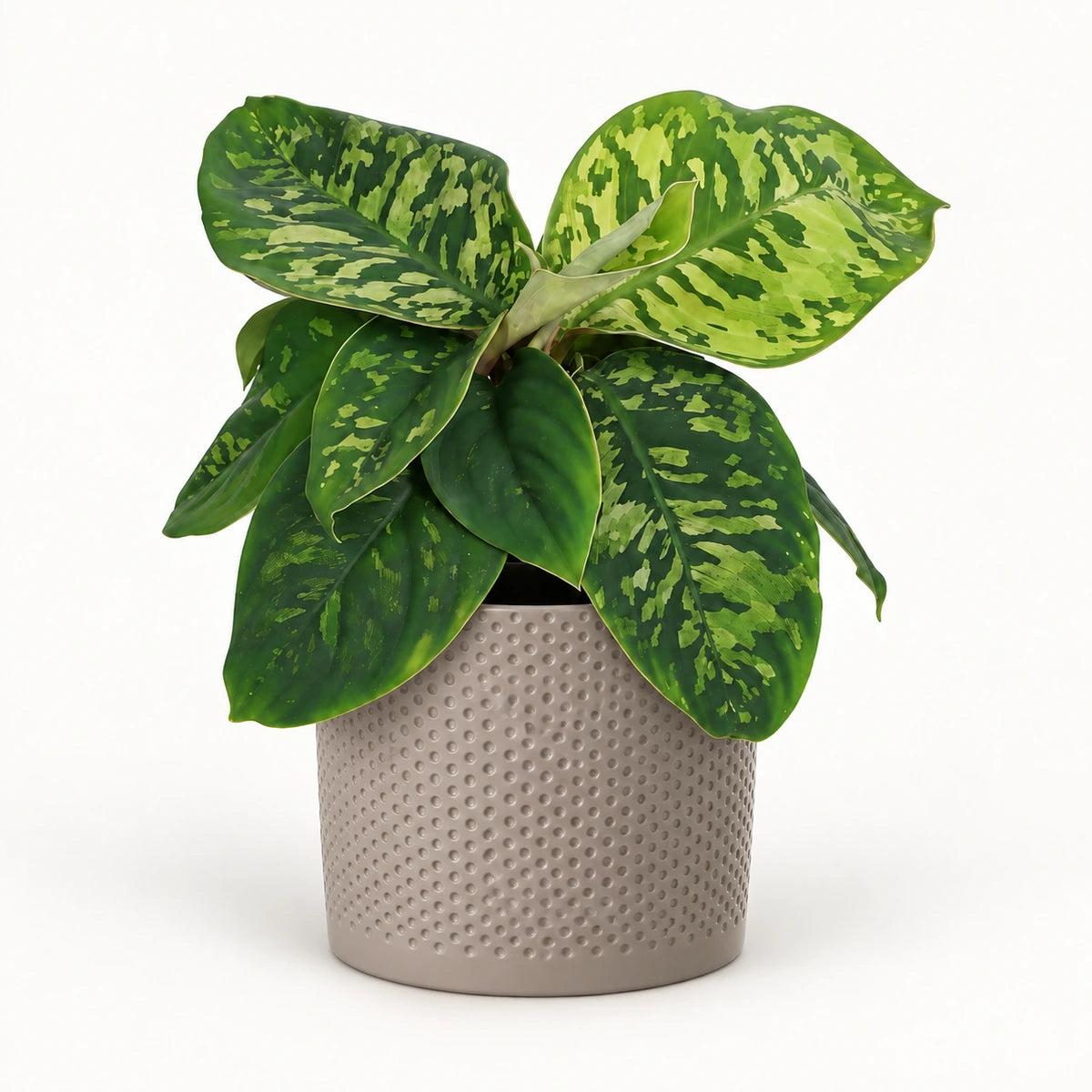 Homalomena 'Camouflage' 12cm + Era taupe relief 14cm (1051628)