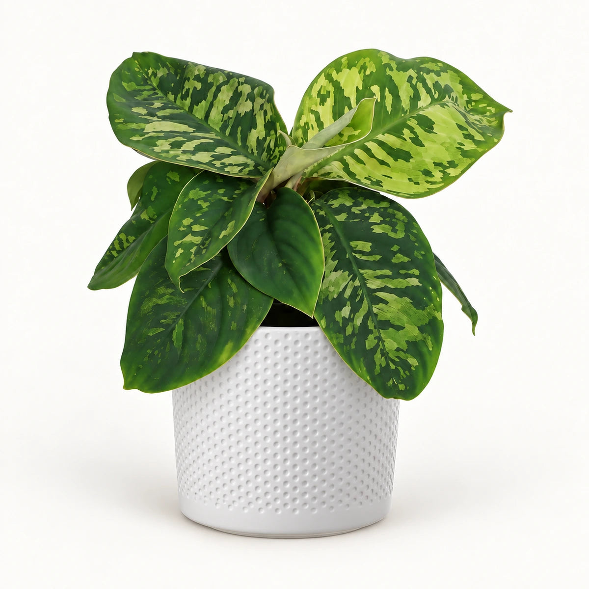 Homalomena 'Camouflage' 12cm + Era white relief 14cm (1051623)