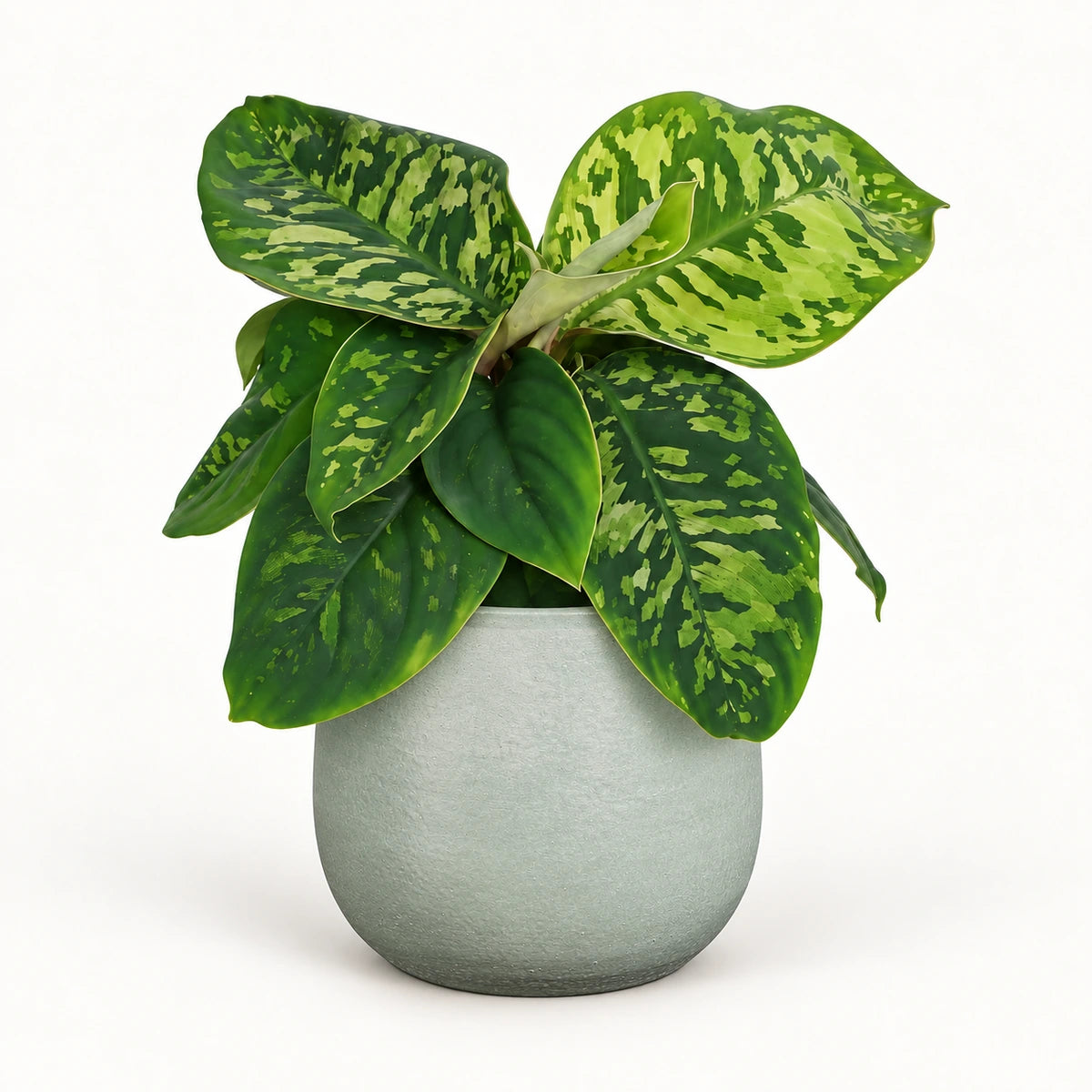 Homalomena 'Camouflage' 12cm + Sevilla grey 12.5cm (1175801)