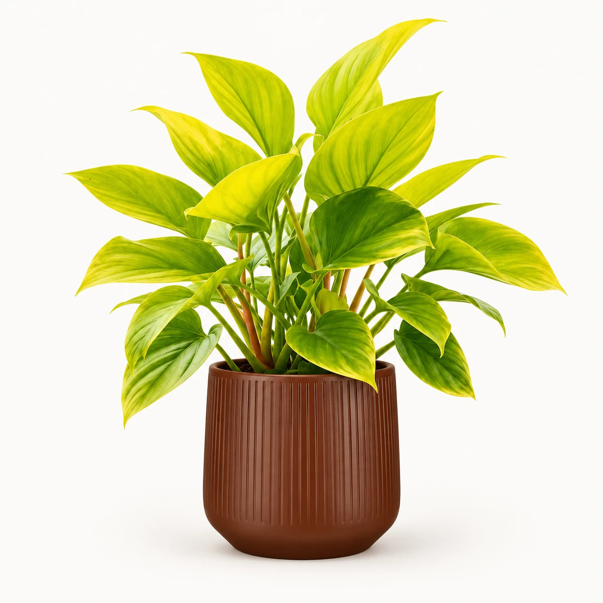 Homalomena 'Lemon Lime' 14cm + Amber d. brown vertical 15cm (1133757)