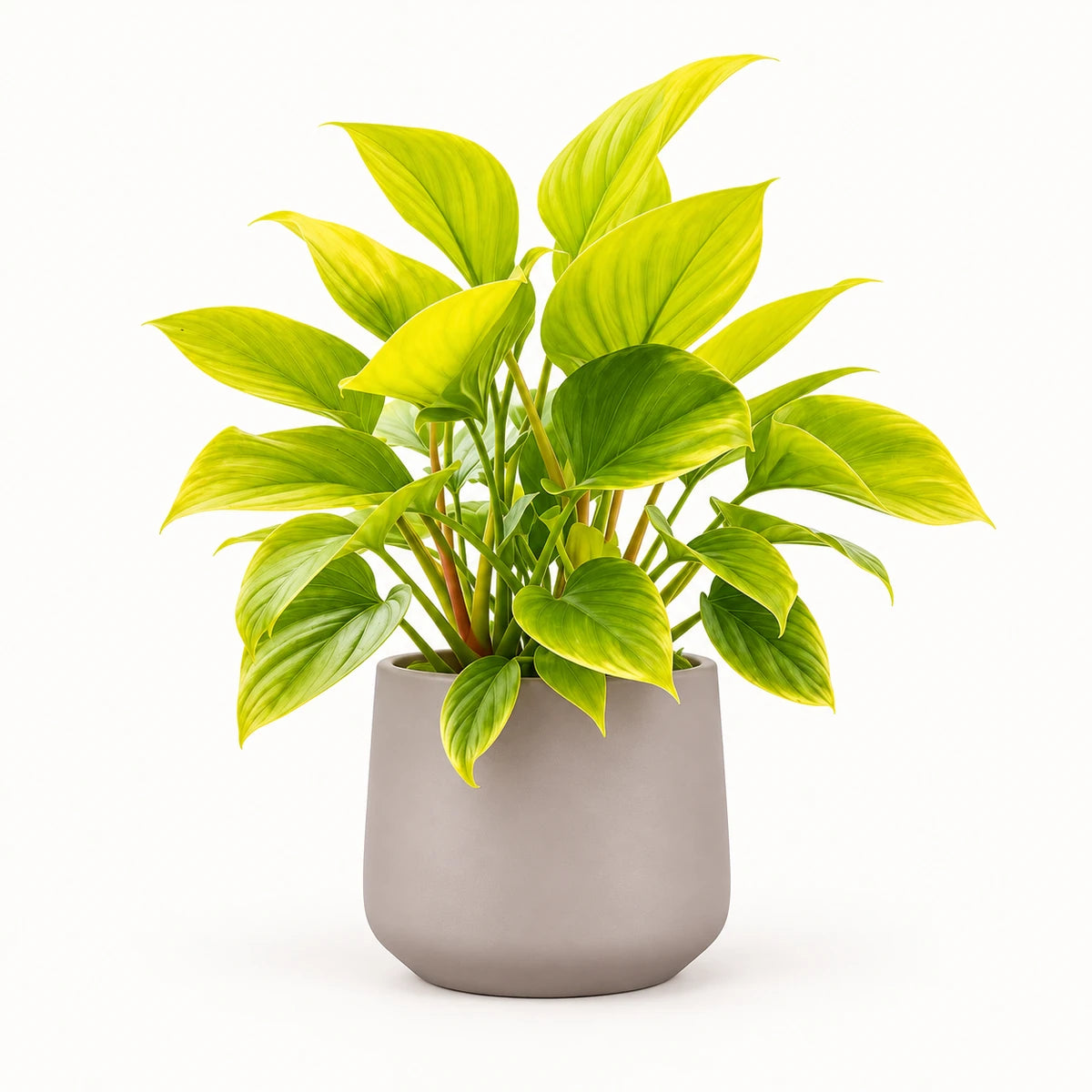 Homalomena 'Lemon Lime' 14cm + Amber taupe matt 15cm (1087666)