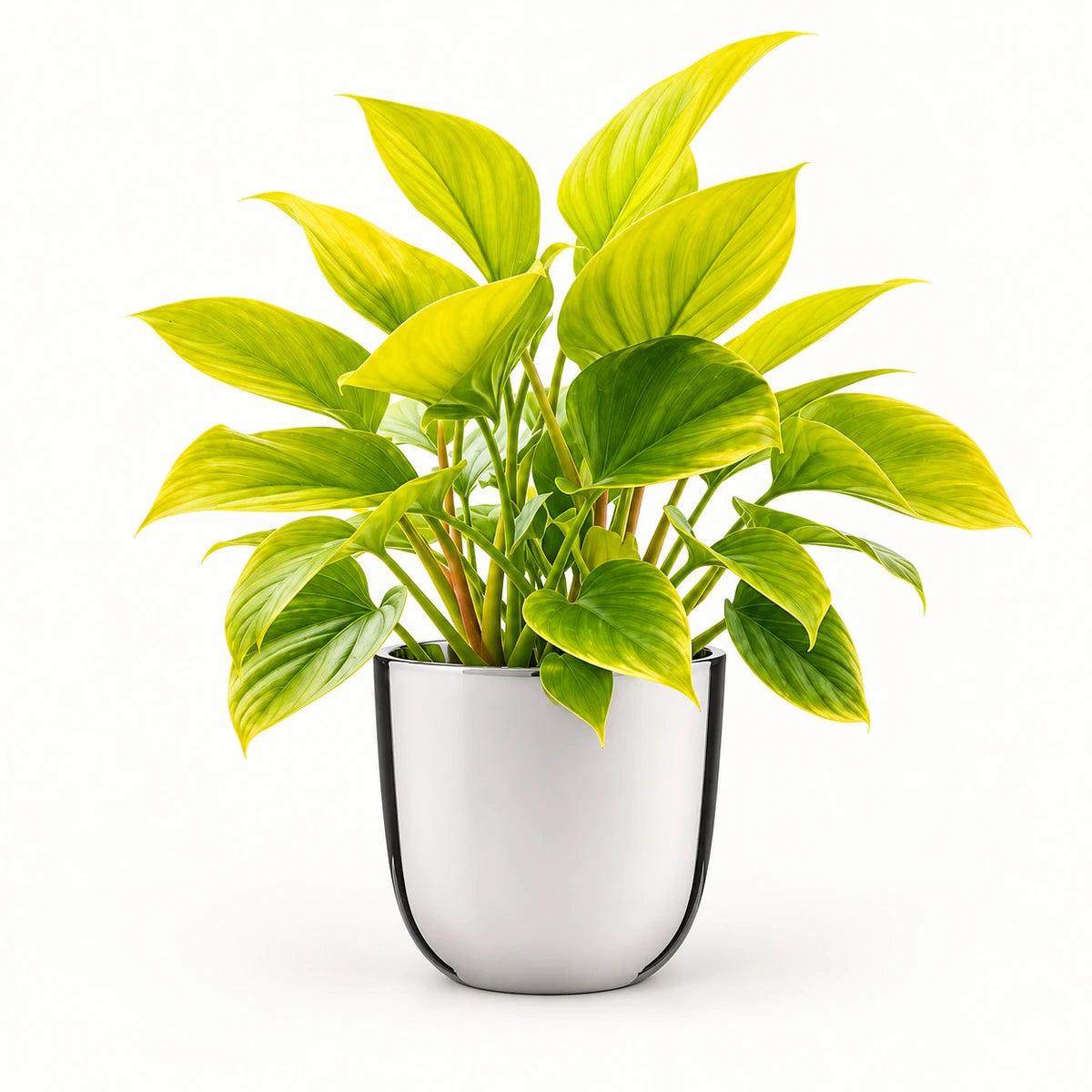 Homalomena 'Lemon Lime' 14cm + Chaz silver 15.5cm (116702)