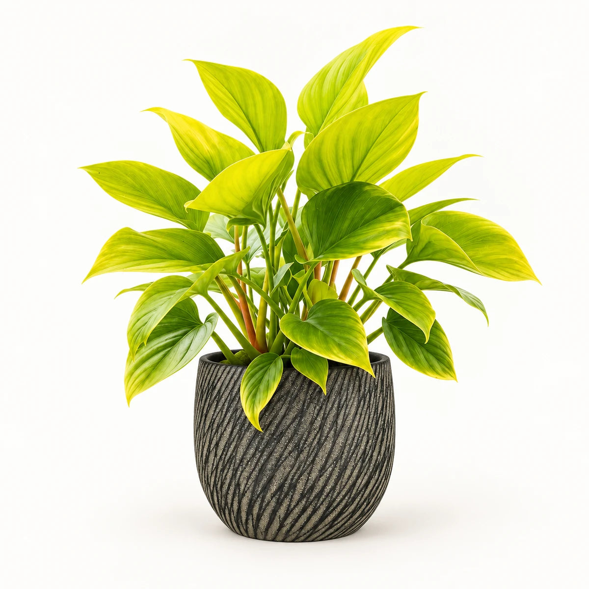 Homalomena 'Lemon Lime' 14cm + Elio anthracite 14.5cm (1163963)