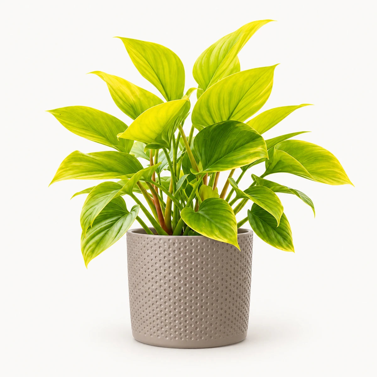 Homalomena 'Lemon Lime' 14cm + Era taupe relief 15.5cm (1051629)