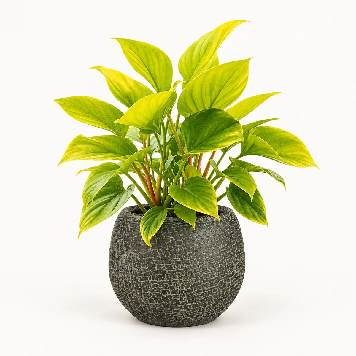 Homalomena 'Lemon Lime' 14cm + Raquel green 19cm