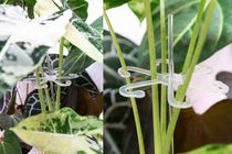 
                  
                    Stem Support Hooks
                  
                