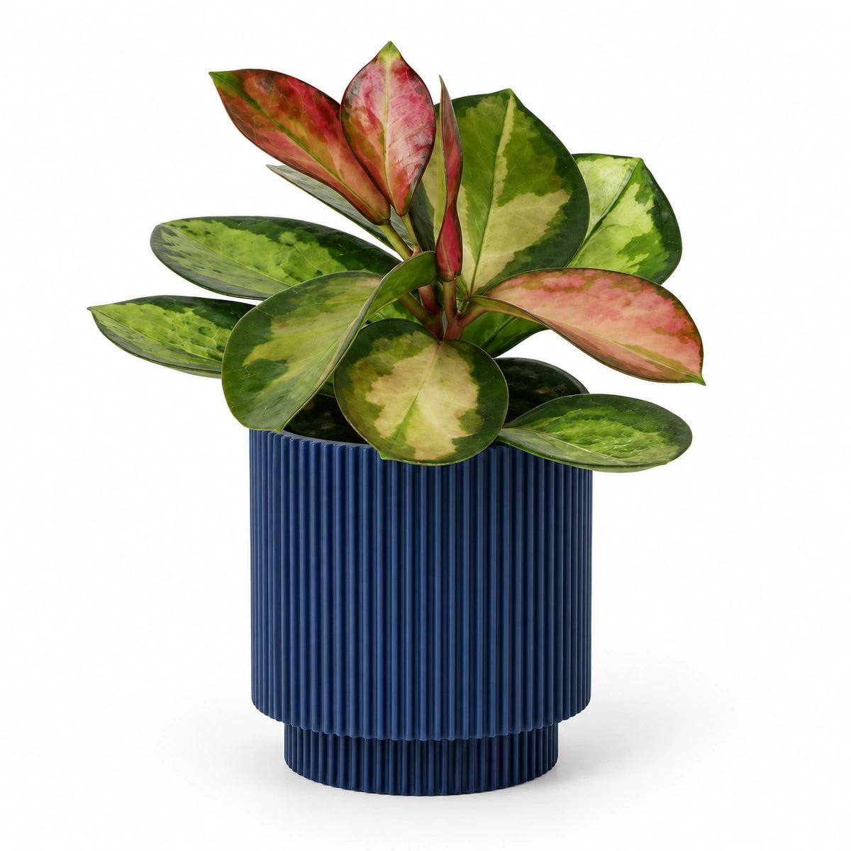 Hoya australis 'tricolor' 6cm + Capi Vase cylinder groove dark blue 8cm (BGVDB311)