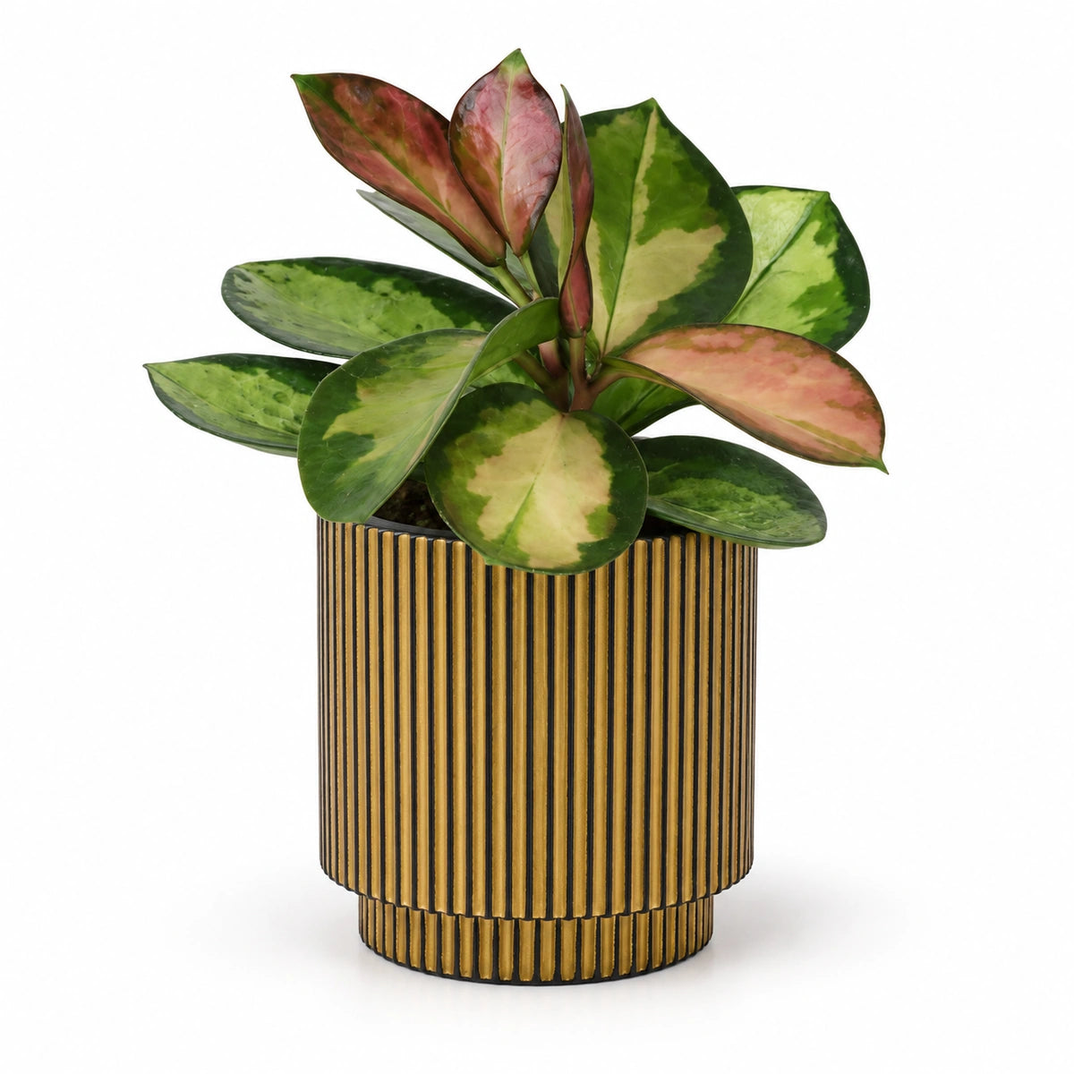 Hoya australis 'tricolor' 6cm + Capi Vase cylinder groove black-gold 8cm (BGVGB311)