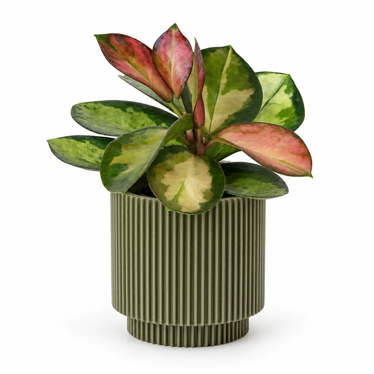 Hoya australis 'tricolor' 6cm + Capi Vase cylinder groove green 8cm (BGVGN311)