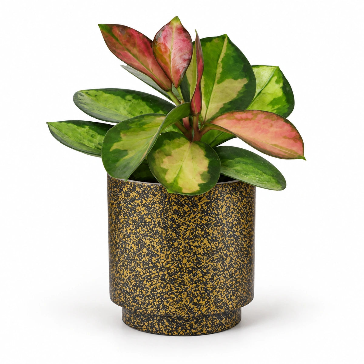 Hoya australis 'tricolor' 6cm + Capi Vase cylinder Terrazzo gold 8cm (BTZG311)