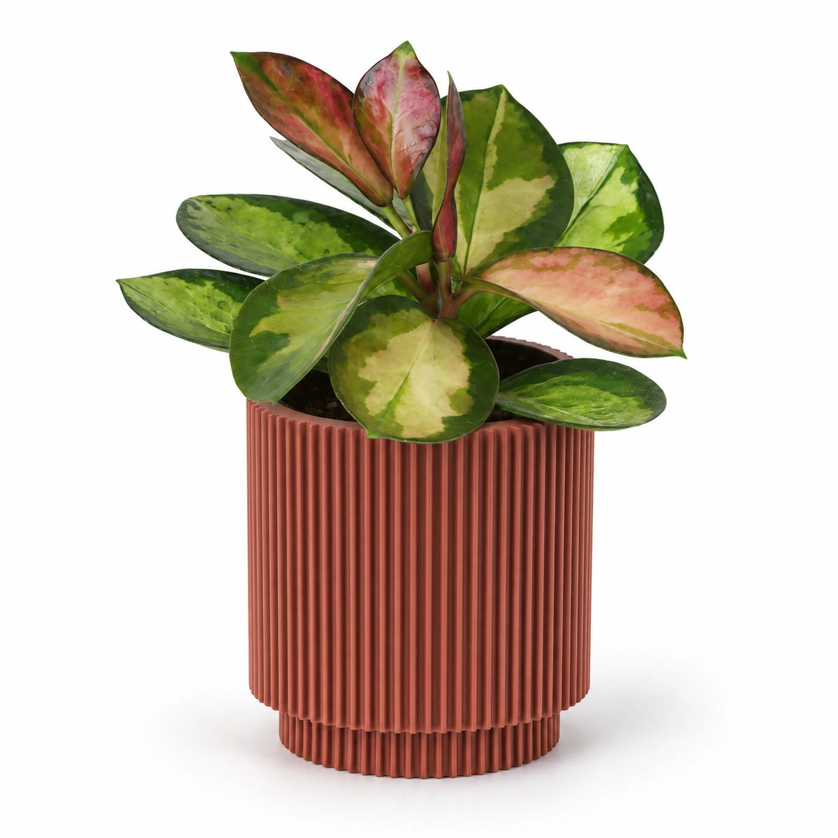 Hoya australis 'tricolor' 6cm + Capi Vase cylinder groove merlot-red 8cm (BGVMR311)
