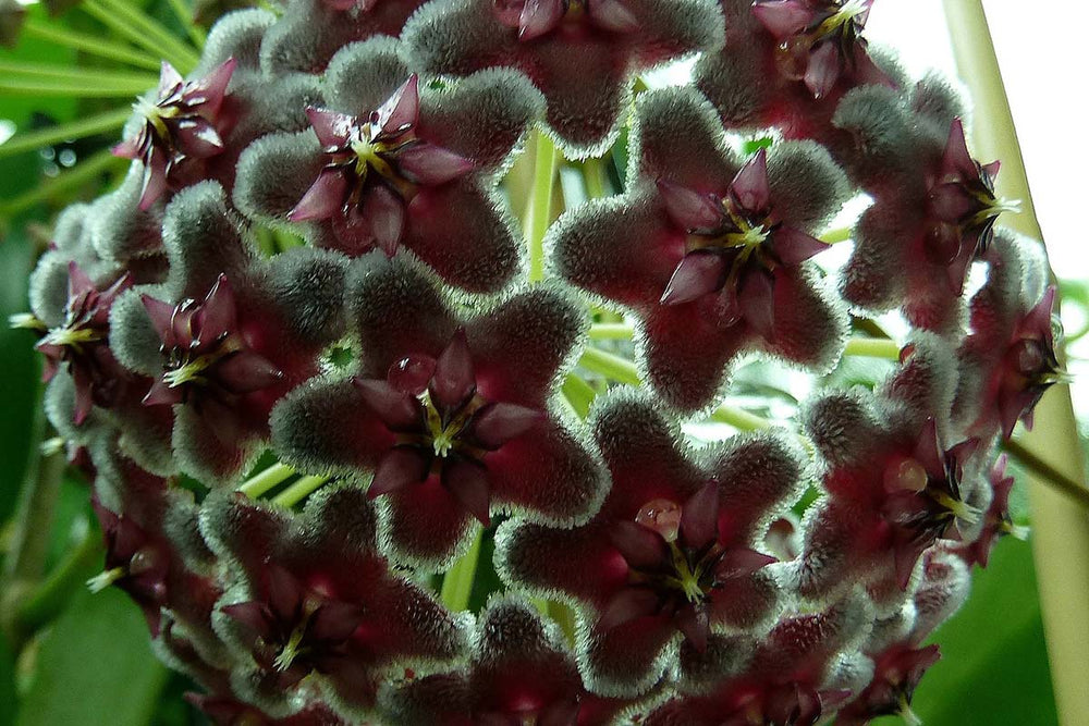 
                  
                    Hoya 'Black Dragon'
                  
                