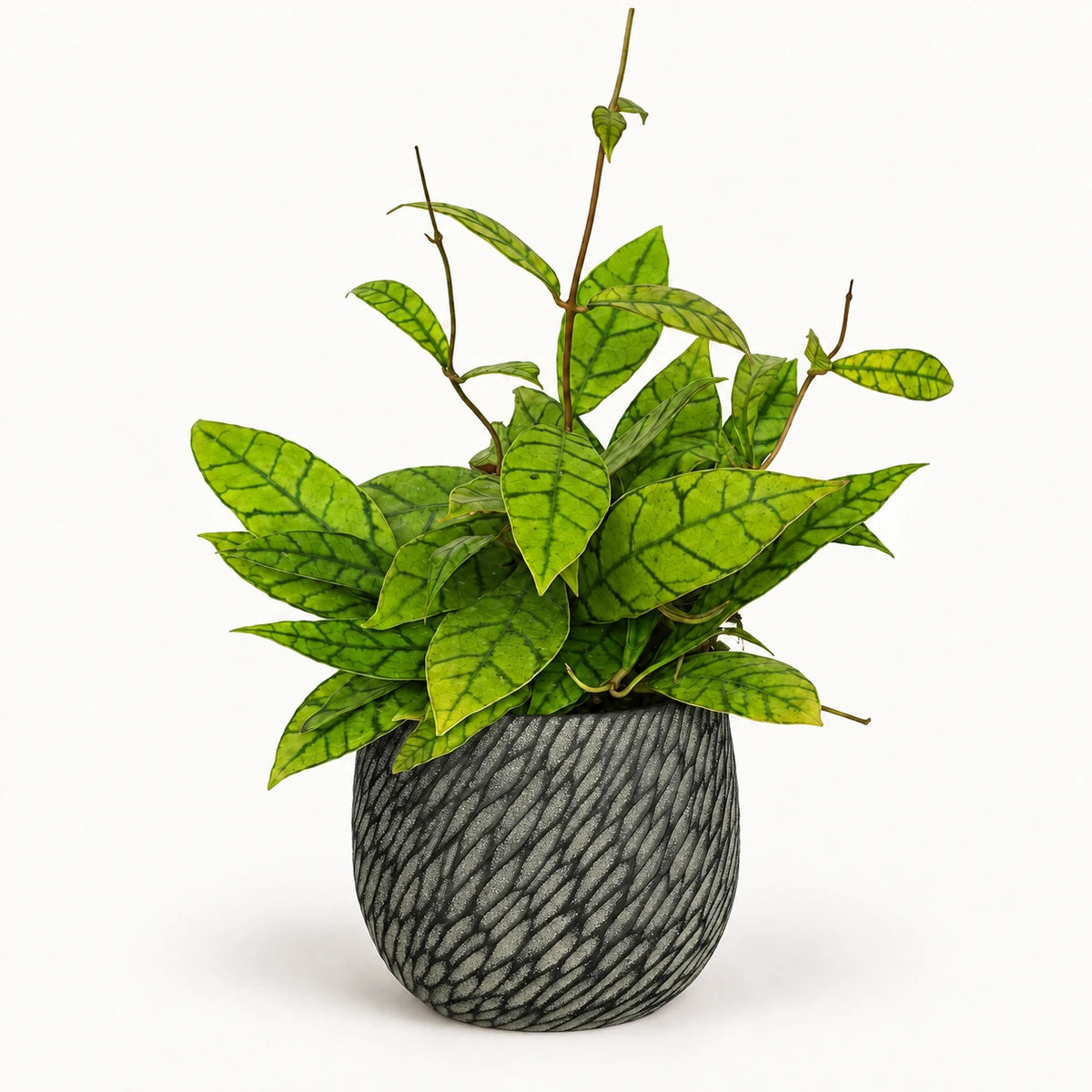 Hoya callistophylla 12cm + Elio anthracite 12.5cm (1163962)